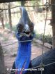 Photographed at the Lao Zoo, not a native species