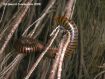 A centipede, this was about nine inches long